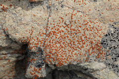 Polycauliona luteominia