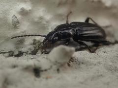 Pterostichus nigrita