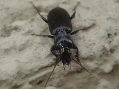 Pterostichus nigrita