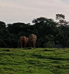 Elephantidae