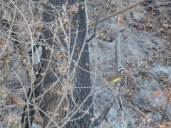 Pitangus sulphuratus