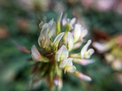 Trifolium repens