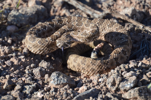 Prairie Rattlesnake