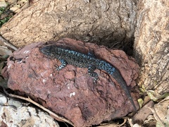 Urosaurus auriculatus