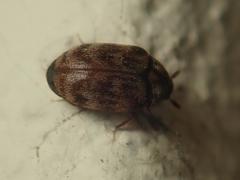 Anthrenocerus australis