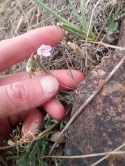 Claytonia rosea