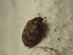 Anthrenocerus australis