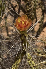 Cylindropuntia molesta molesta