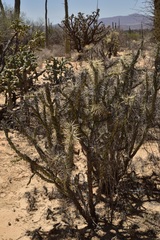 Cylindropuntia molesta molesta