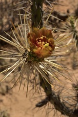 Cylindropuntia molesta molesta