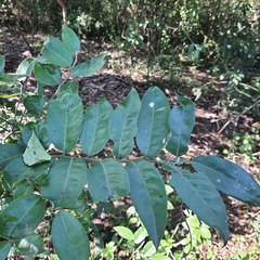 Maytenus peduncularis