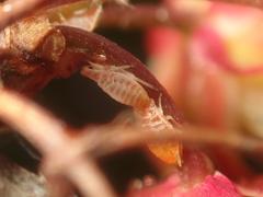 Liosomaphis berberidis