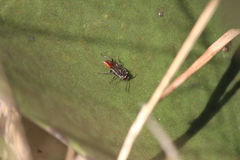 Astata boharti
