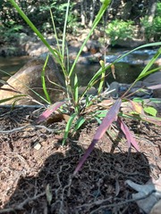 Panicum philadelphicum
