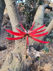 Erythrina americana