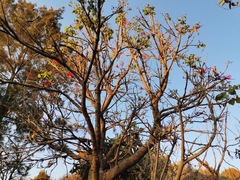 Erythrina americana
