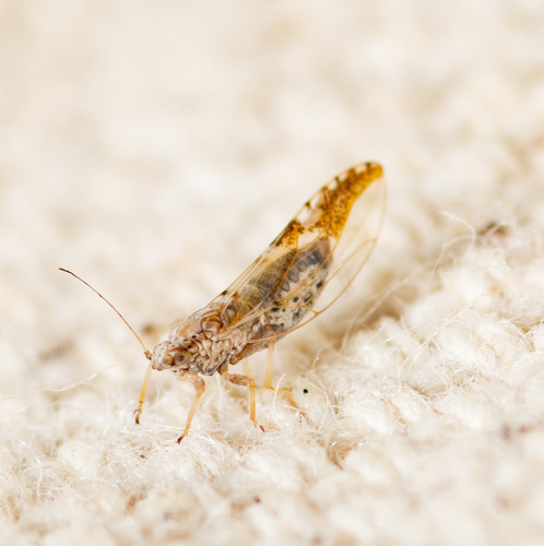 Leuronota maculata