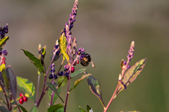 Xylocopa tabaniformis sylvicola