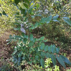 Maytenus peduncularis