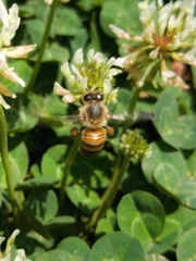 Apis mellifera
