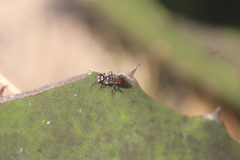 Astata boharti