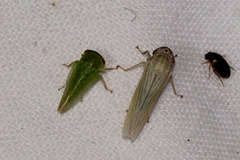 Cofana spectra