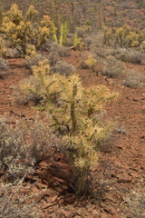 Cylindropuntia molesta molesta