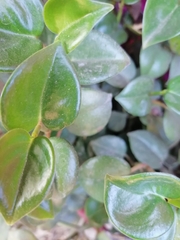 Peperomia obtusifolia