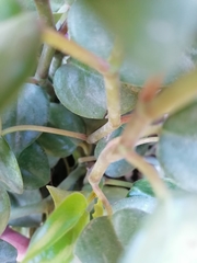 Peperomia obtusifolia
