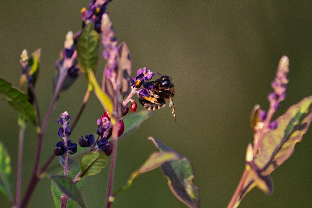 Xylocopa tabaniformis sylvicola