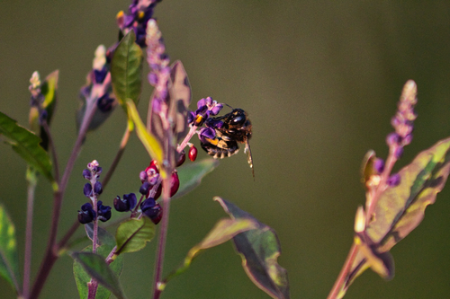 Xylocopa tabaniformis sylvicola