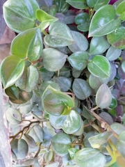Peperomia obtusifolia