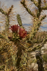 Cylindropuntia molesta molesta