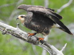 Rostrhamus sociabilis plumbeus