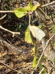 Ganyra