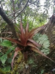 Tillandsia complanata