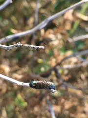Trirhabda bacharidis