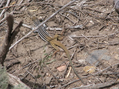 Aspidoscelis scalaris