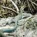 Ruthven's Whipsnake - Photo (c) Javi Gonzalez, some rights reserved (CC BY-NC), uploaded by Javi Gonzalez