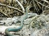 Ruthven's Whipsnake - Photo (c) Javi Gonzalez, some rights reserved (CC BY-NC), uploaded by Javi Gonzalez