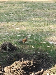 Turdus rufopalliatus