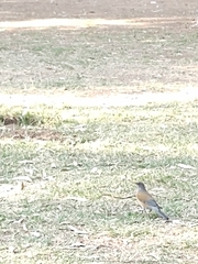 Turdus rufopalliatus