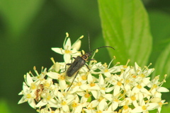 Brachysomida bivittata