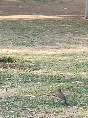 Turdus rufopalliatus