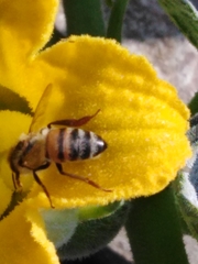 Apis mellifera