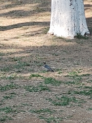 Melanerpes aurifrons