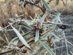 Buddleja sessiliflora
