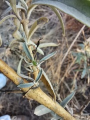 Buddleja sessiliflora