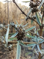 Buddleja sessiliflora