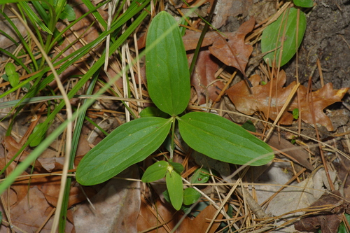 Image of Trillium texanum by (c) Michelle W. （鍾偉瑋）, some rights reserved (CC BY)